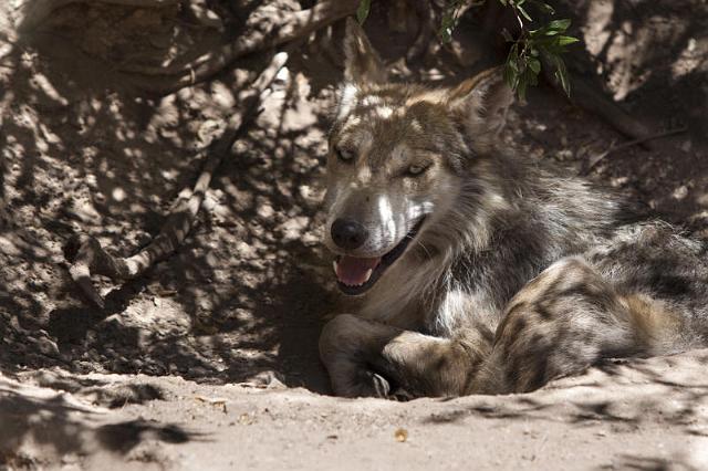 125 Arizona-Sonora Desert Museum, Wolf.jpg